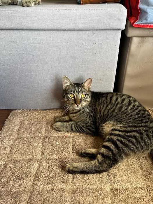 Gatinho  6meses castrado tigrado