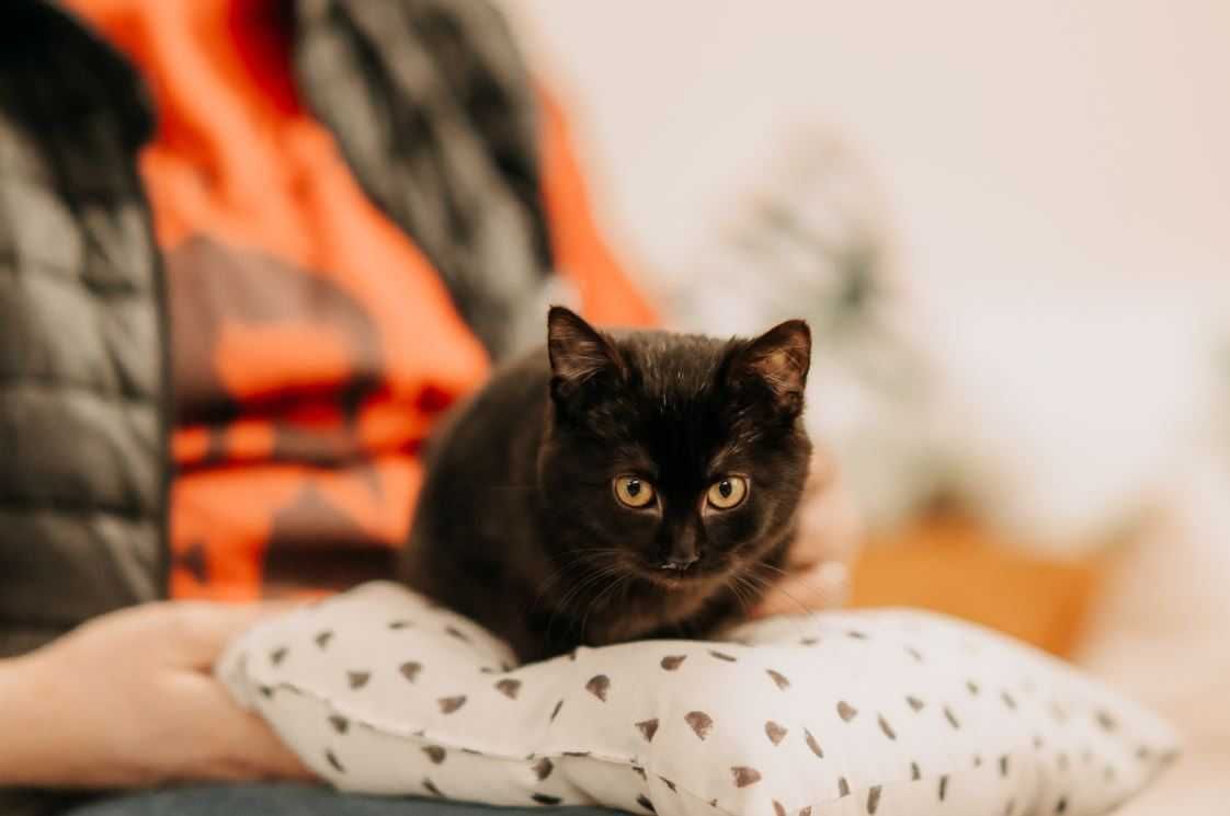 Grzeczna, spokojna i cicha kotka Puma szuka kochającego domu