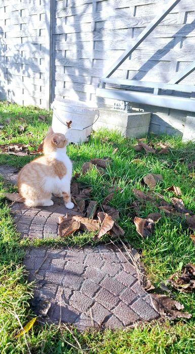 Oddam w dobre ręce , piękne kotki