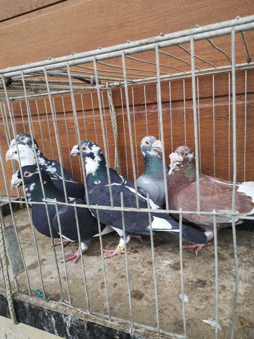 Sprzedam gołebie staropolskie samice