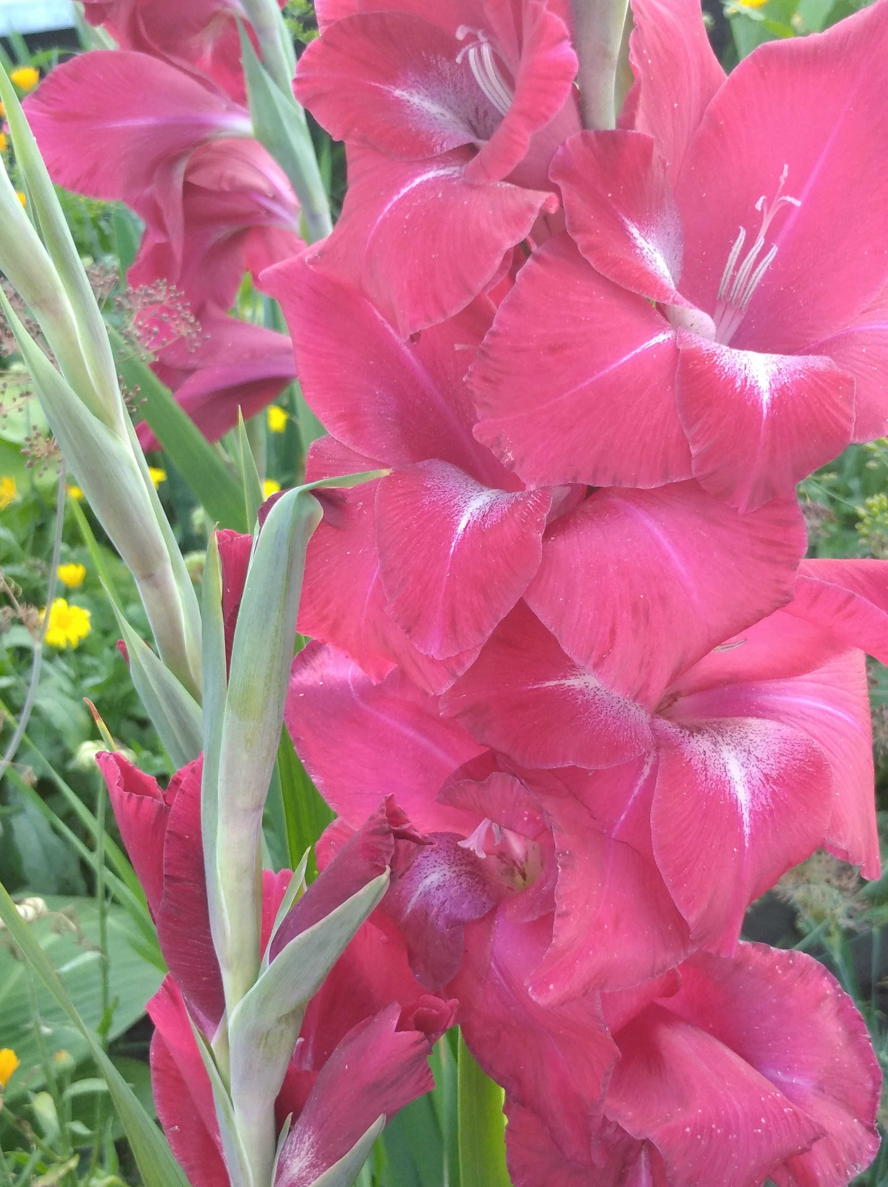 Квіти півонії Лілія кампсис ірис