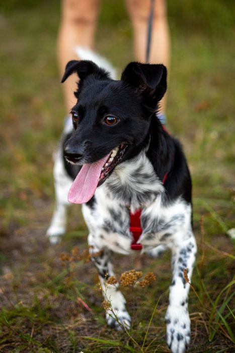 Zuzia szuka swojego domu! 

Poznaj Zuzię, 2-letnią, pełną radości i en