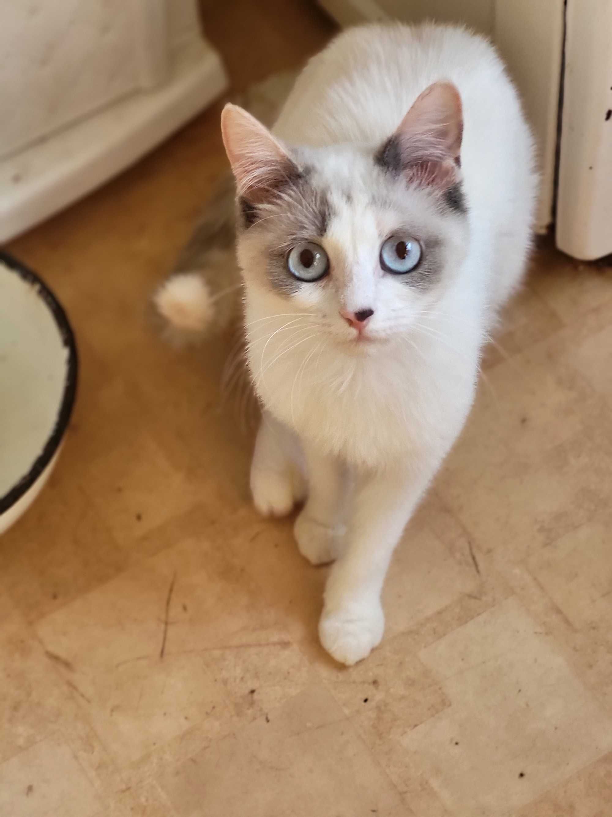 Кошечка метис ищет хорошую семью