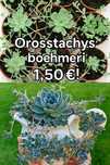 Suculentas raras de fácil cultivo