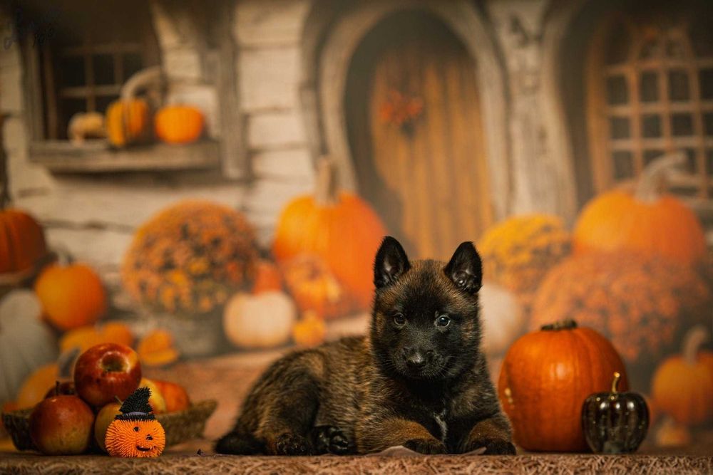 Owczarek Belgijski Malinois Piesek FCI