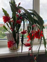 Кімнатна рослина епіфіллум червоного кольору в періоді цвітіння.