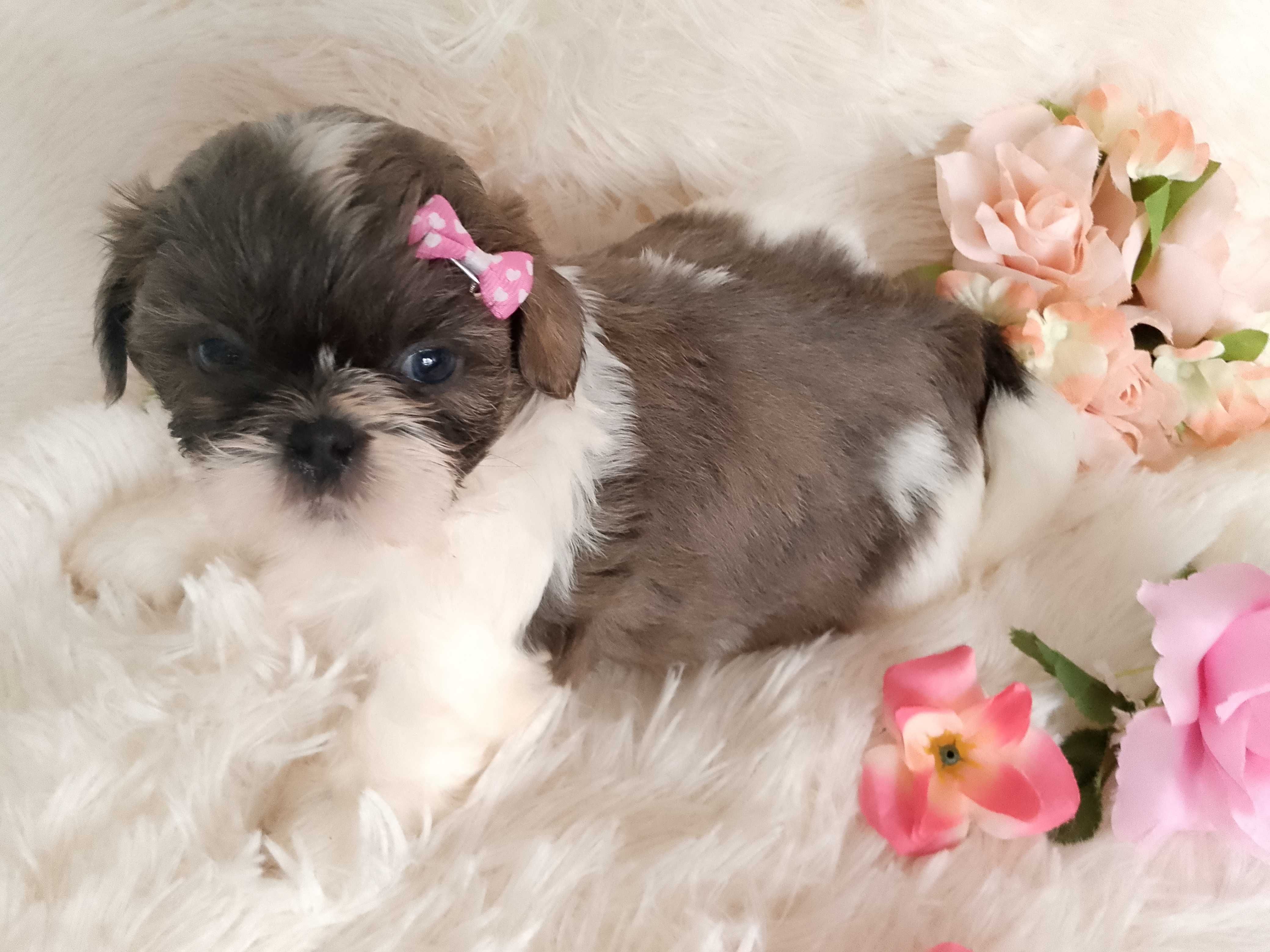 Piękna suczka rasy Shih-Tzu szuka domku