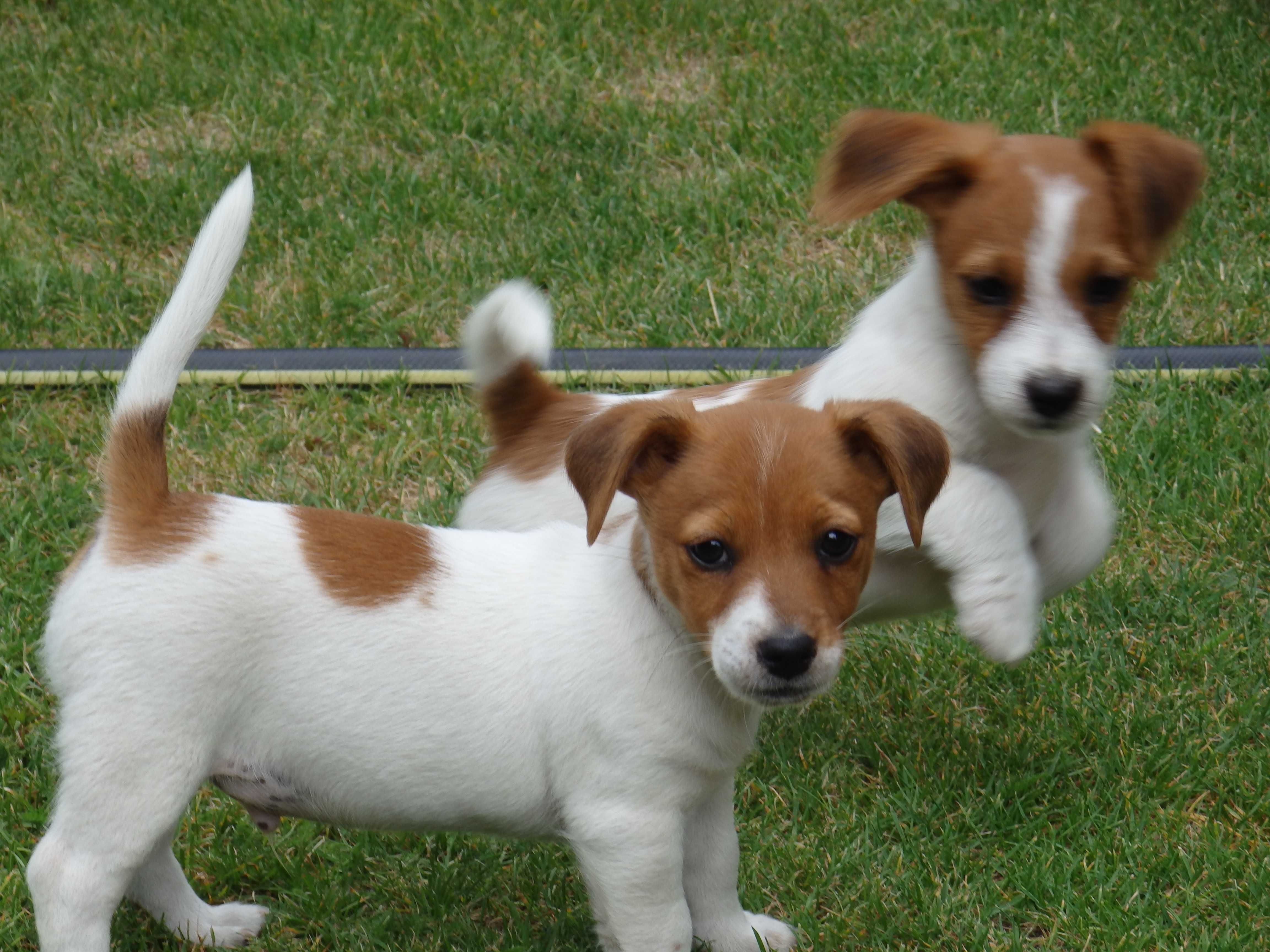 Jack Russell Terrier piesek w środku #SMARTIE JACKS# pure breed male