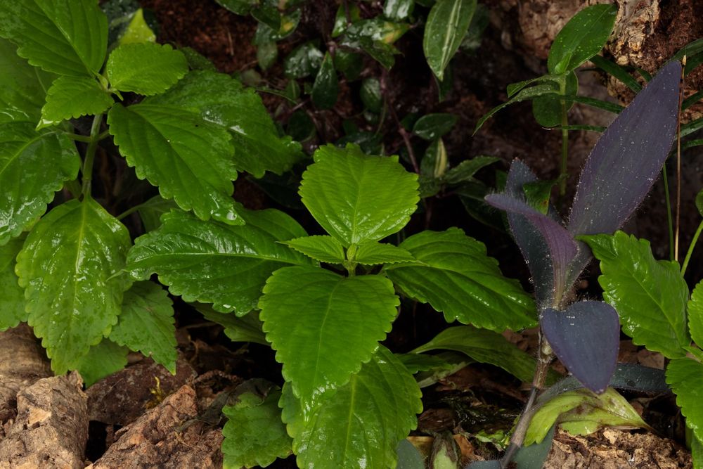 Terrarium paludarium gekon orzęsiony
