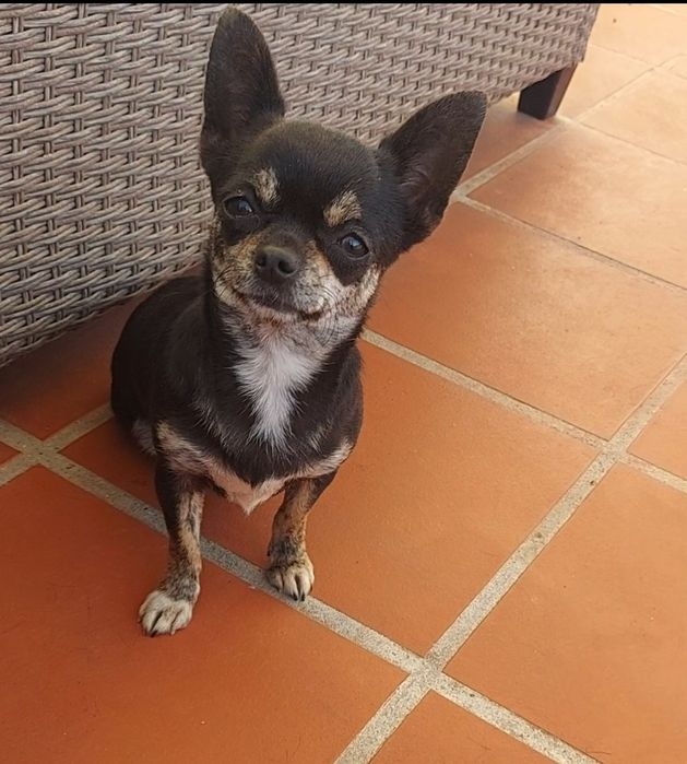 Chihuahua Fêmea, Linda