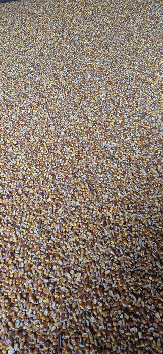 Кукуруза  Пшеница озимая  ячмень 9грн/кгрн солома ячка пшенична