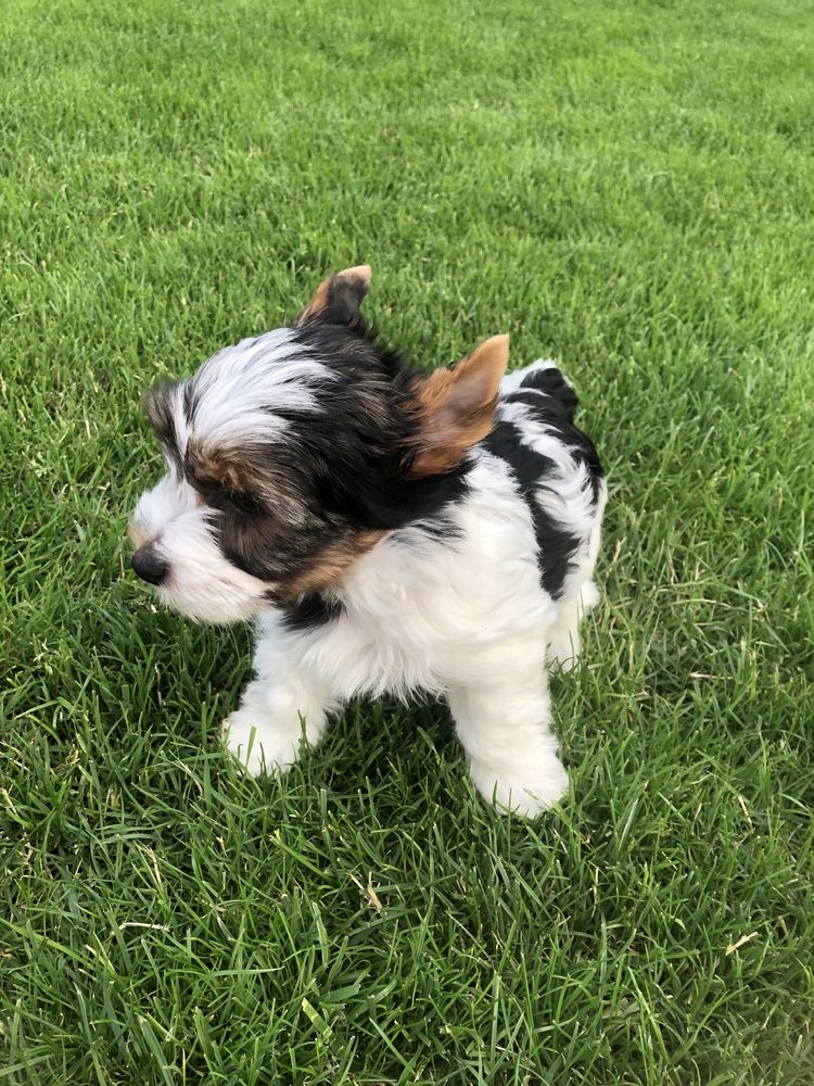 Yorkshre Terrier Biewer