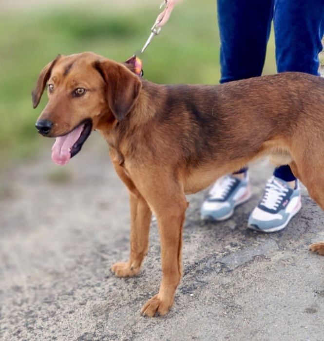Trufel słodki jak Trufel pragnie pokochać