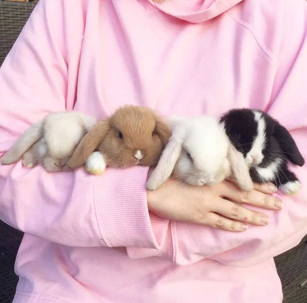 KIT Coelhos anões orelhudos, mini lop adoráveis e super dóceis