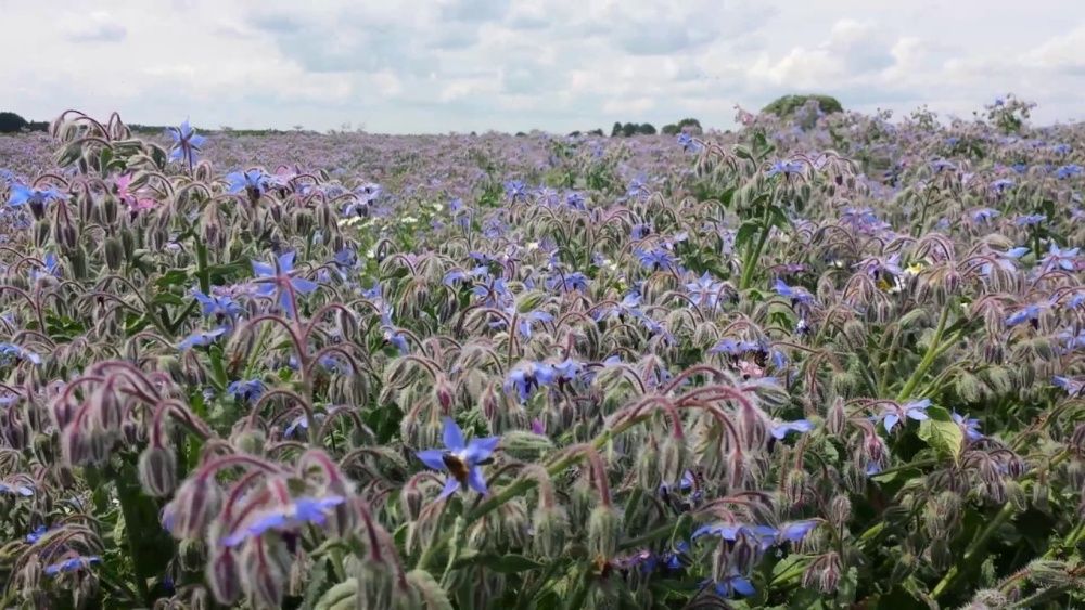 nasiona miododajny Ogórecznik Lekarski (Borago Officinalis) 100 gram