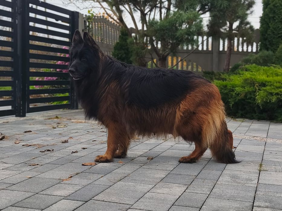 Owczarek Niemiecki Długowłosy. Suczka - szczenię