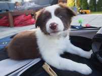 GOTOWA DO ODBIORU, Izzy, Border Collie, suczka z rodowodem