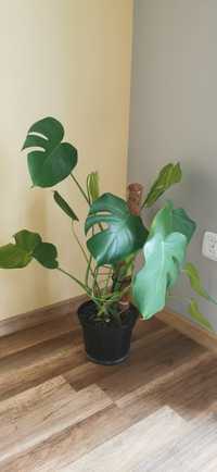 Kwiat monstera wys. 80cm