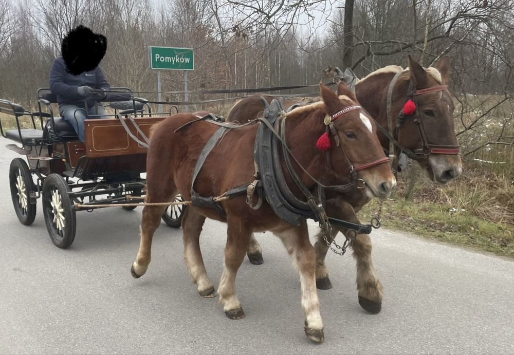 Ogier zimnorkwisty, pkz, ogierek