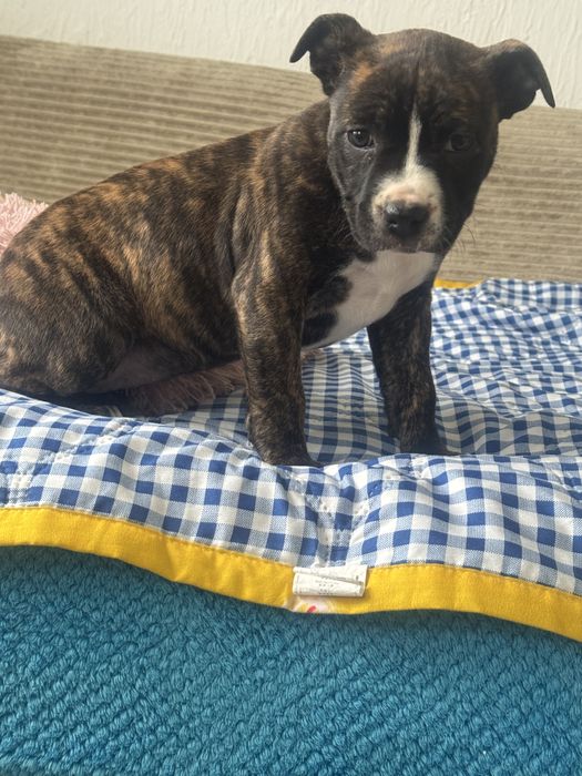 Amstaff suczka pregowana