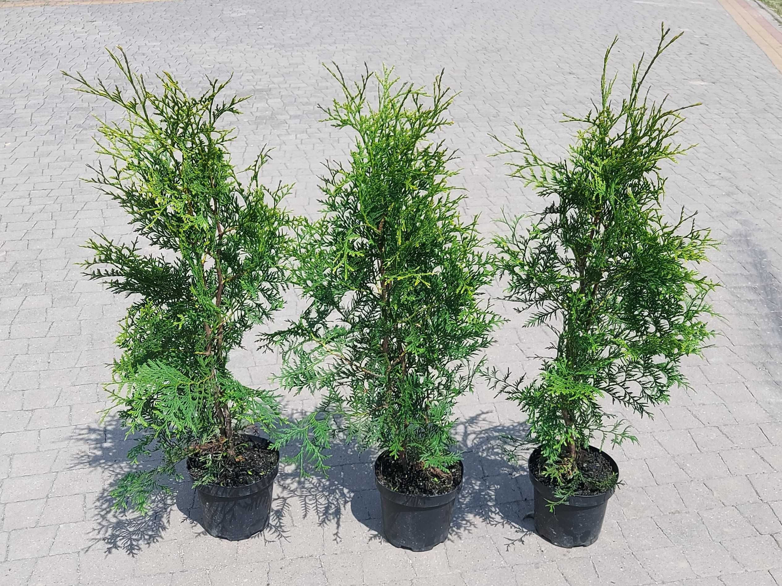 Thuja Brabant 70, 80, 100, 120 cm w donicy! Dowozimy tuje! Tuja!