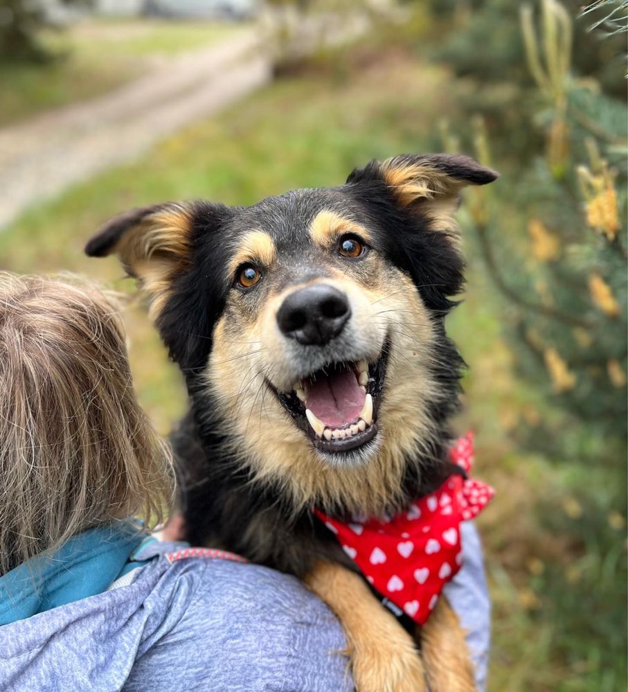 Kobiś żył w boksie w polu. Kochany tulaśny, do adopcji