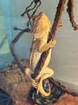 Terrarium z wyposazeniem i agama
