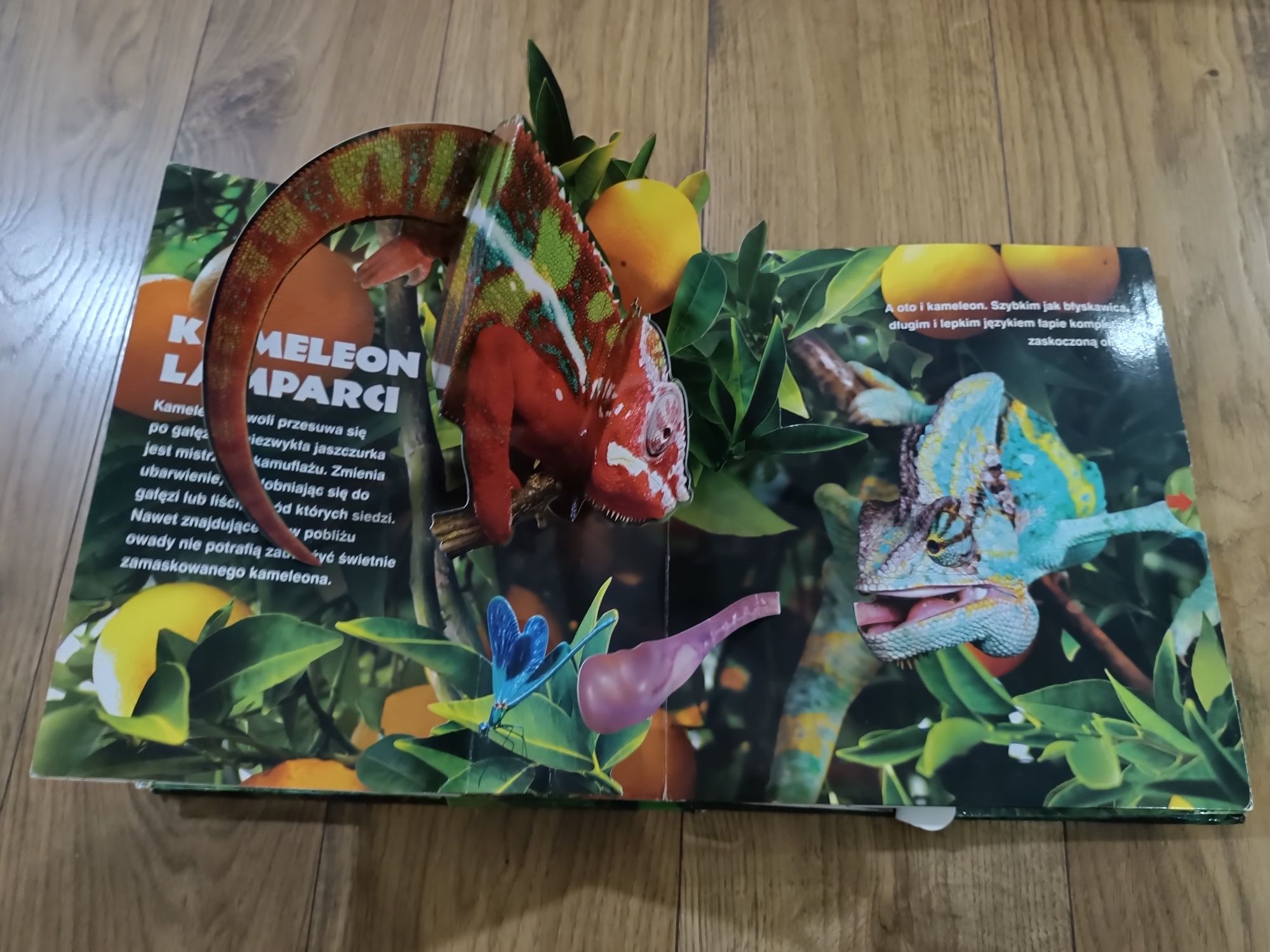 dzikie zwierzęta 3D pop up