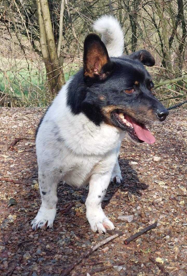 Pies samiec znaleziony w okolicach Wieliczki