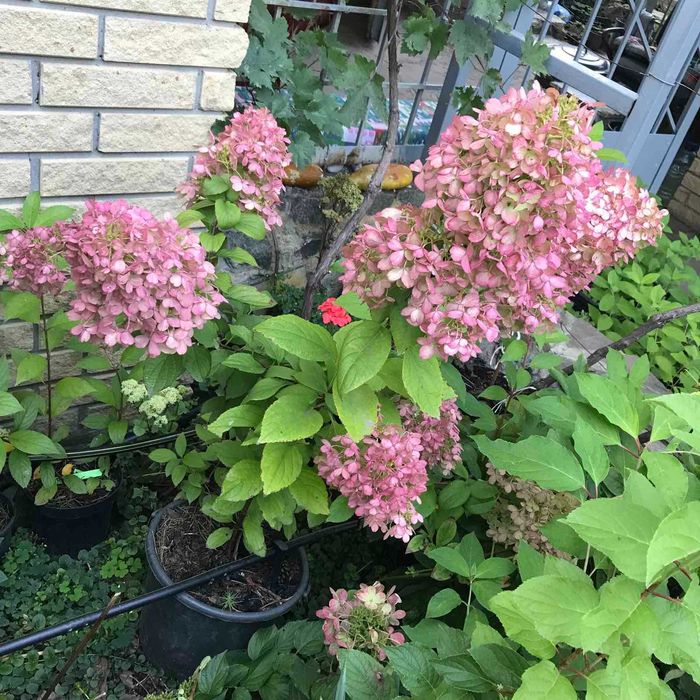 Набір метровидних гортензій 4шт. 1 річніх