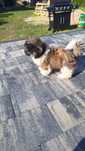 Szczeniaczki shih-tzu