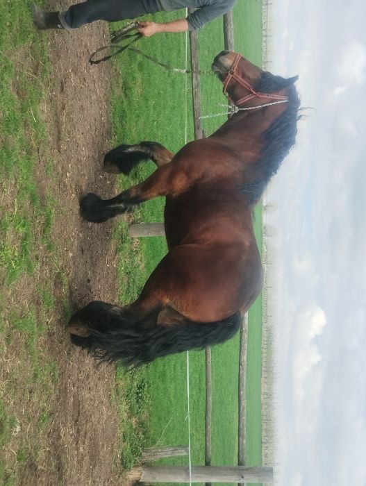 Sprzedam ogiera makler