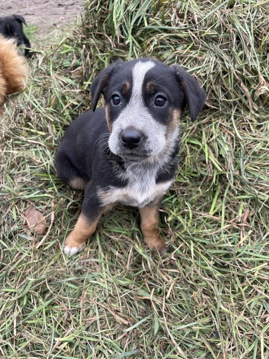 Oddam szczeniaki (7 sztuk)