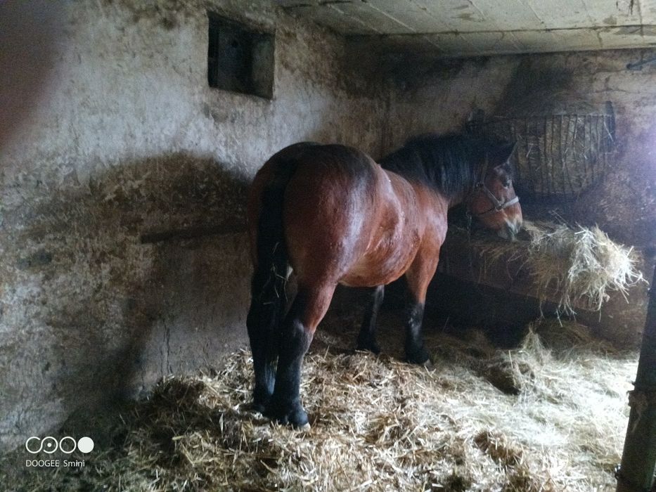 Żrebica zimnokrwiste