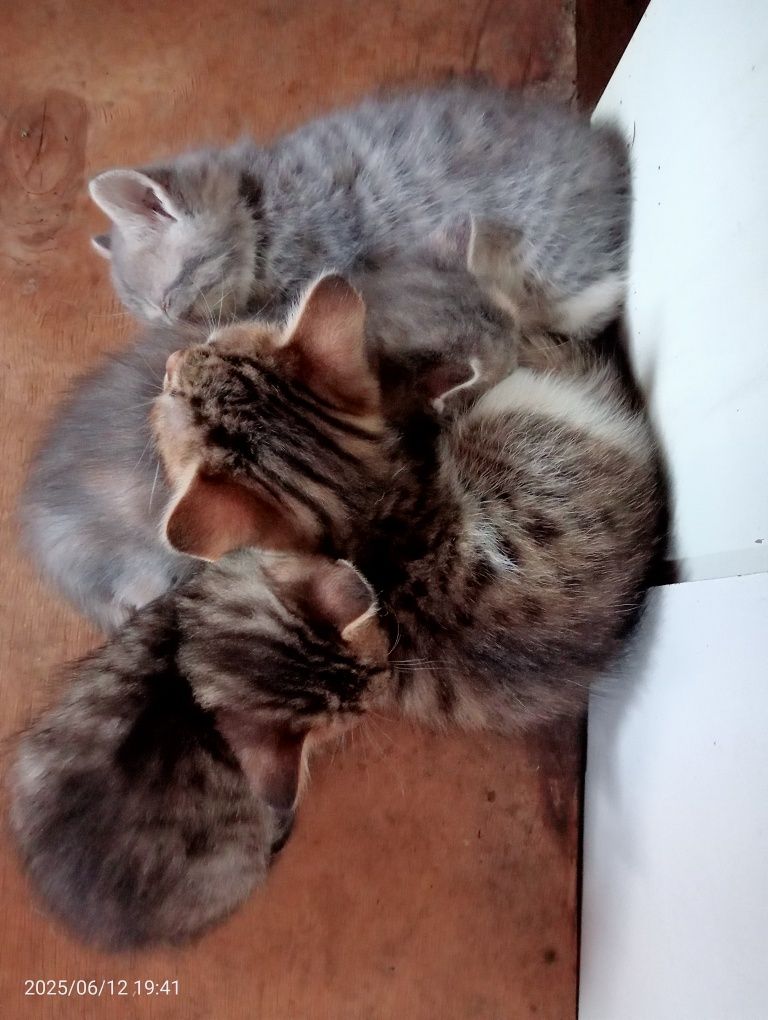 Котята  бесплатно