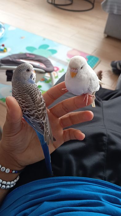 Periquitos australiano