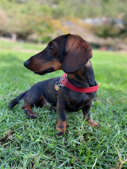 Teckel macho procura menina