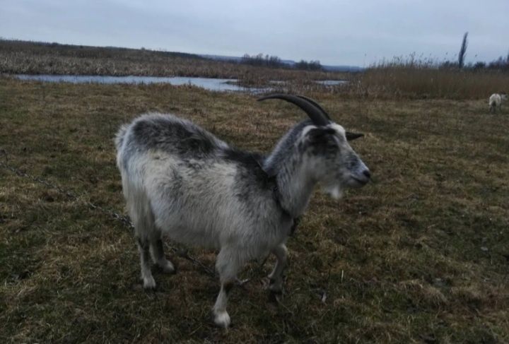 Продам кізоньку.