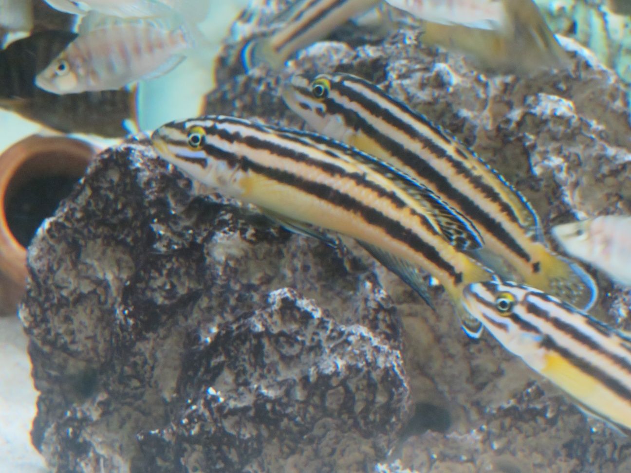 Julidochromis marksmithi tanganika 2