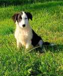 Border collie szczeniak