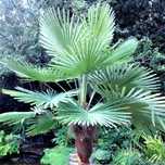 Szorstkowiec wagnera / Trachycarpus wagnerianus, palma mrozoodporna