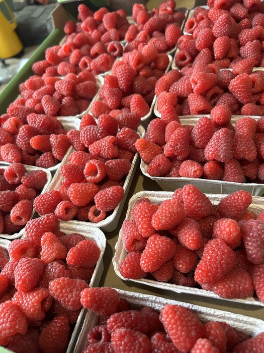 Maliny malina jesienna