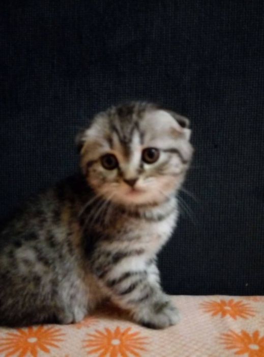 Кот на вязку с опытом.