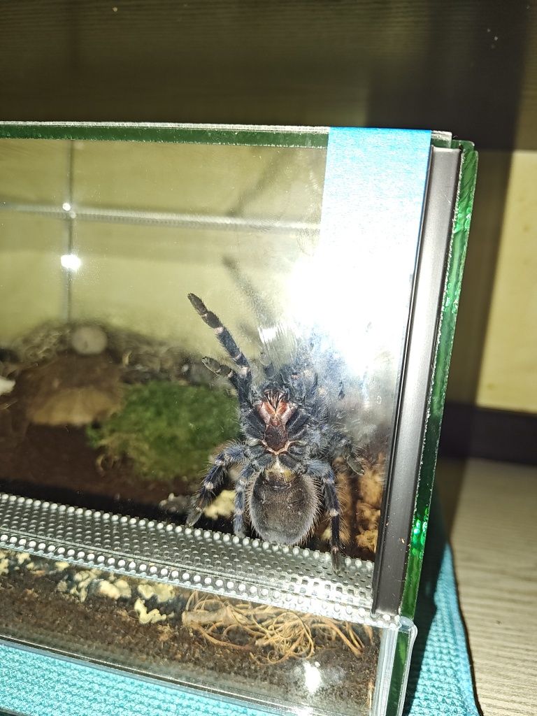 Pająk (ptasznik). 3 lata. Terrarium z wyposażeniem