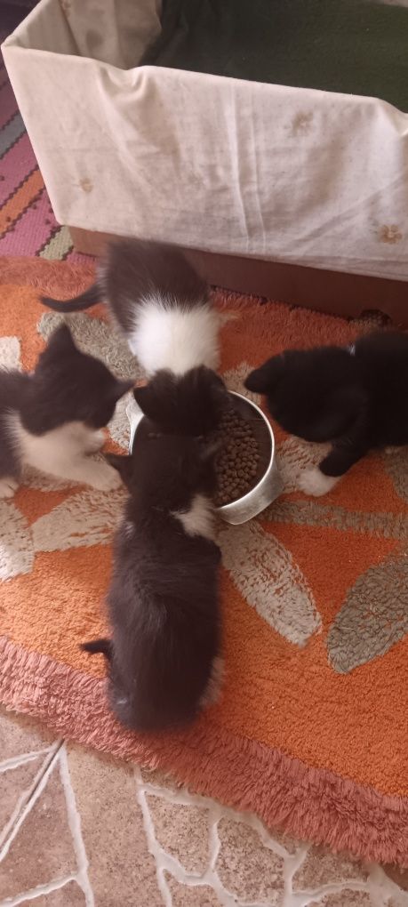 Gatos para adopção