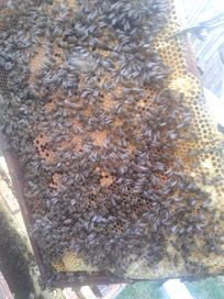 Odklady pszczele