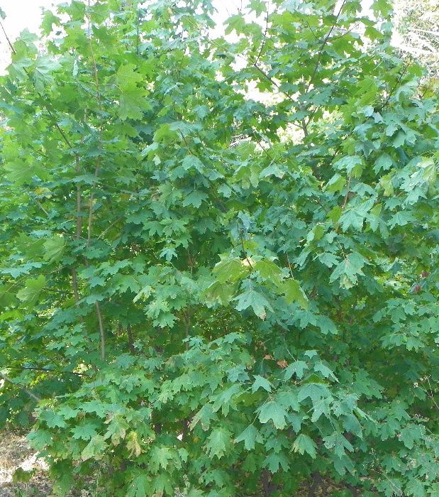саженцы декоративных деревьев и кустарников,сосна,ель,ясень,клен,дуб