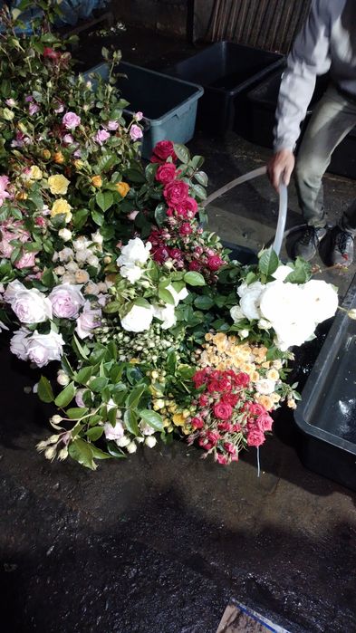 Саженцы,кусты роз.Весна лето осень