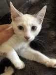 Gatinho bebe 2 meses branquinho