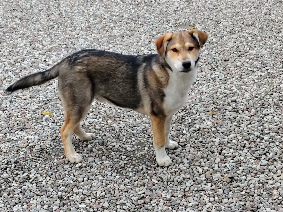 Wydam pieska półroczny